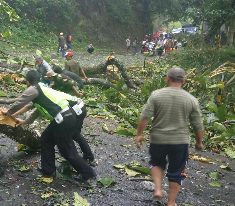 Kerja keras anggota polres Batu evakuasi pohon tumbang di jalur payung pujon