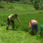 Bhabinkamtibmas Ds. Bumiaji Polsek Bumiaji melaksanakan kegiatan panen bersama petani slada air