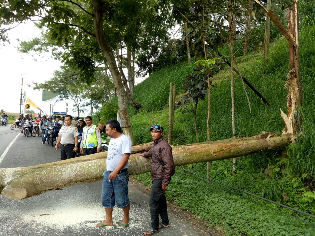 Pohon tumbang di tepi jalan raya Dsn. Sebaluh Ds. Pandesari Km 10 Batu – Malang