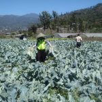 Bhabin Desa Sumberejo Polres Batu Sambangi Petani Sayur