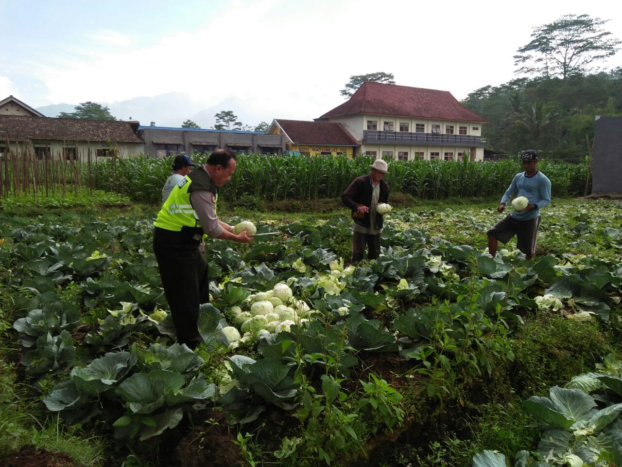 Anggota Bhabin Polsek Ngantang Polres Batu Bantu Kegiatan Petani Memanen Sayur