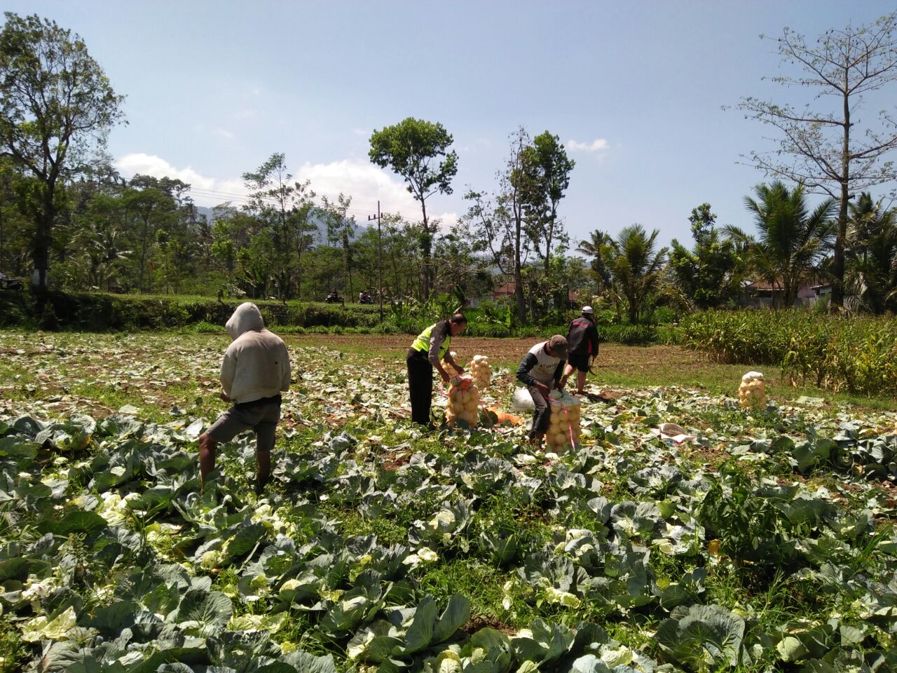 Bhabinkamtibmas Desa Waturejo Polres Batu Berpartisipasi Membantu Petani Panen Sayur di Sawah