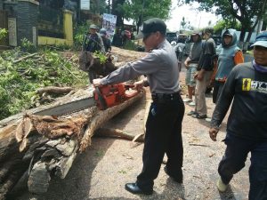 Guna Pelebaran Jalan Kanit Sabhara Polsek Junrejo Polres Batu Bantu Pengamanan Pemotongan Pohon