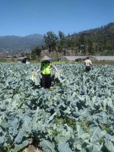 Polsek Batu Kota Polres Batu Sambang Petani Sayur di Desa Sumberejo Sebagai Aplikasi Program Promoter
