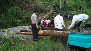 Antisipasi Pohon Tumbang, Polsek Batu Polres Batu Bersama Perhutani Batu Potong Pohon Yang Dekat Dengan Pemukiman