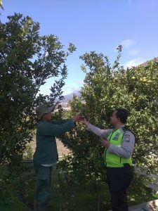 Anggota Bhabinkamtibmas Desa Sidomulyo Polsek Batu Polres Batu Sambang Petani Jeruk Berikan Pesan Pesan Kamtibmas