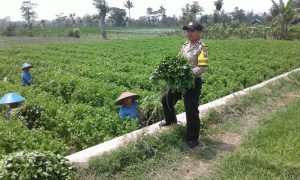 Anggota Binmas Polsek Junrejo Polres Batu Lakukan Kunjungan ke Para Petani Guna Sampaikan Kamtibmas