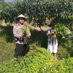 Panen Sayuran Organik Satgas Kemitraan Bhabin Polsek Batu Bersama Warga