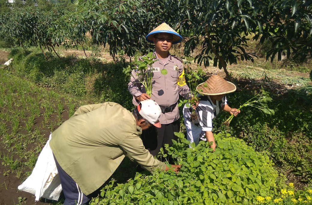 Giat Sambang, Panen Sayuran Organik Satgas Kemitraan Bhabin Polsek Batu Bersama Warga