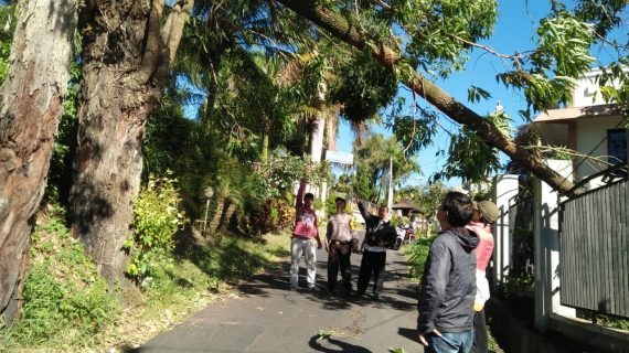 Bhabin Kelurahan Songgokerto Polsek Batu Kota Bantu Evakuasi Pohon Tumbang ditengah jalan