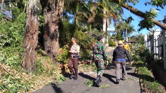 Bhabinkamtibmas Kelurahan Songgokerto Polsek Batu Kota Polres Batu Bantu Evakuasi Pohon Tumbang
