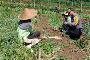 Bhabin Polres Batu Sambangi Warga Panen Bawang Merah Titipkan Pesan Kamtibmas