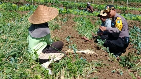 Bhabinkamtibmas Tatap Muka, Sambangi Warga Panen Bawang Merah Bhabinkamtibmas Kelurahan Temas Polsek Batu Polres Batu Titipkan Pesan Kamtibmas