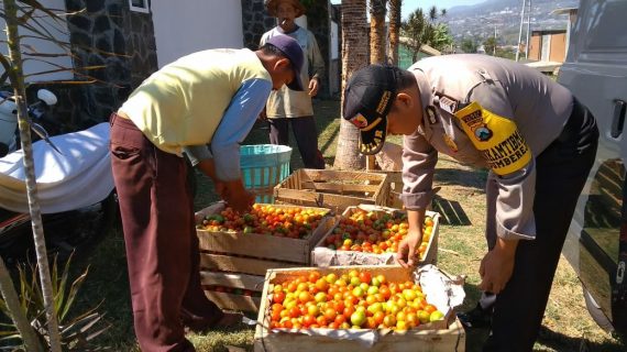 Sambang Kerukunan Tani anggota  Bhabinkamtibmas Desa Sumberejo Polsek Batu Kota ikut memanen tomat