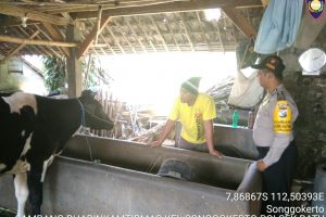 Kegiatan Sambang Pagi Kunjungan Potensi Ternak Bhabin Kelurahan Songgokerto Polsek Batu Polres Batu Sampaikan Pesan Kamtibmas serap aspirasi warga dan dalam rangka Harkamtibmas