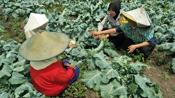 Dalam rangka menyambut HUT Polwan , Bhabinkamtibmas Desa Pesanggrahan Polsek Batu Jalin Kedekatan Masyarakat Tani
