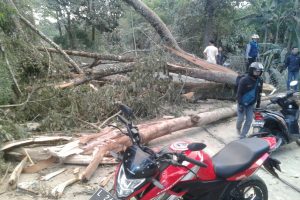 Polres Batu Dengan Sigap Menangani Pohon Tumbang di Beru Bumiaji