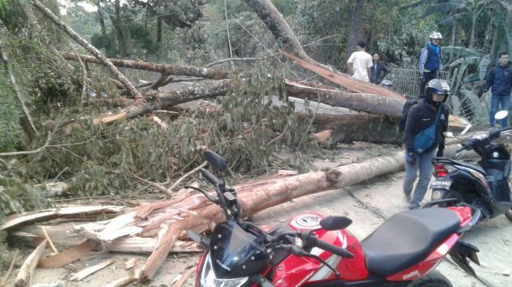 Polres Batu Dengan Sigap Menangani Pohon Tumbang di Beru Bumiaji