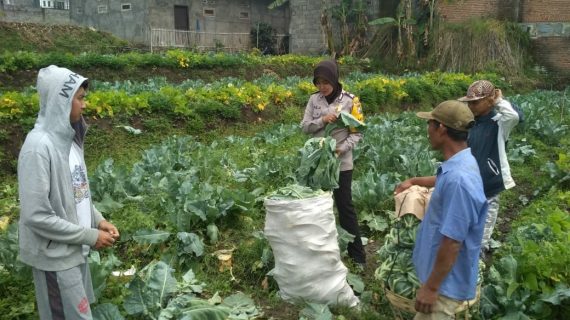 Sambang Kunjungi Potensi Pertanian Warga Bhabinkamtibmas Desa Pesanggrahaan Polsek Batu Polres Batu Sambang Kunjungi Potensi Pertanian Warga