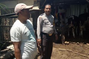 Melaksanakn Giat Sambang Pagi Kunjungan Potensi Ternak Bhabin Desa Oro Oro Ombo Polsek Batu Polres Batu Sampaikan Pesan Kamtibmas