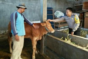 Giat Sambang Kunjungan Potensi Peternakan Bhabinkamtibmas Kelurahan Sisir Polsek Batu Agar Tetap Kondusif