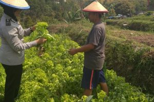 Bhabinkamtibmas Desa Pesanggrahaan Polsek Batu Kota Polres Batu kunjungi petani sayur