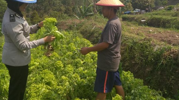 Bhabinkamtibmas Desa Pesanggrahaan Polsek Batu Kota Polres Batu kunjungi petani sayur