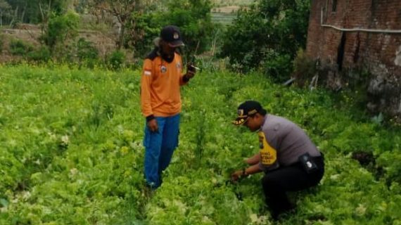 Giat Sambang Silaturahmi Kamtibmas dan Giat Blusukan Kamtibmas Kepada Petani Sayur Bhabinkamtibmas Kelurahan Temas Polsek Batu dan berikan Binluh pelaksanaan Pilpres 2019