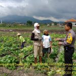 Sambang Petani Sawi Ret Bhabinkamtibmas Kelurahan Temas Polsek Batu Kota