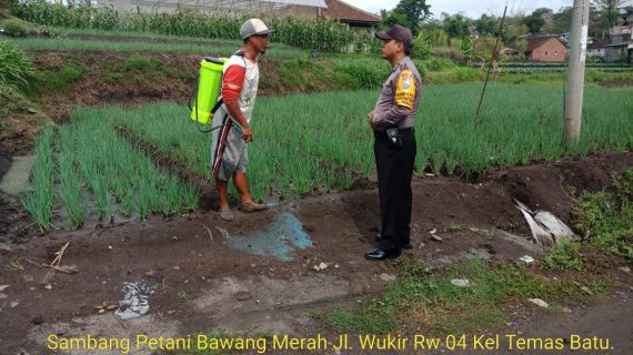 Sambang Petani Bawang Merah Bhabinkamtibmas Kelurahan Temas Polsek Batu Kota Polres Batu