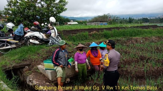 Sambang Petani yang akan panen Bawang Merah , anggota Bhabinkamtibmas Kelurahan Temas Polsek Batu Kota berikan Binluh