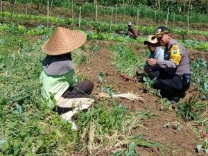 Pelayanan Prima Kepada Masyarakat oleh Polres Batu. Anggota Bhabinkamtibmas Giat Silaturahmi Ke Warga, Sambangi Warga Panen Bawang Merah Bhabinkamtibmas Kelurahan Temas Polsek Batu Polres Batu Titipkan Pesan Kamtibmas