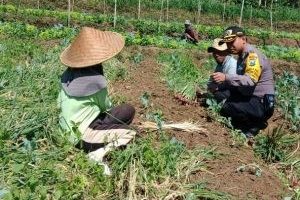 Pelayanan Masyarakat Polres Batu. Anggota Bhabinkamtibmas Giat Silaturahmi Ke Warga, Sambangi Warga Panen Bawang Merah Bhabinkamtibmas Kelurahan Temas Polsek Batu Polres Batu Titipkan Pesan Kamtibmas