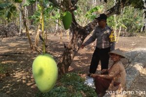 Sambang Waspada Angin Kencang Bhabinkamtibmas Kelurahan Songgokerto Polsek Batu