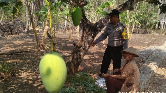 Sambang Waspada Angin Kencang Bhabinkamtibmas Kelurahan Songgokerto Polsek Batu