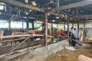 Gerakan 303 Bhabinkamtibmas Polres Lamongan Cegah Penularan PMK