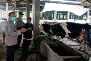 Antisipasi Wabah PMK, Polres Batu Terjunkan Bhabinkamtibmas Untuk Monitoring Peternakan Warga