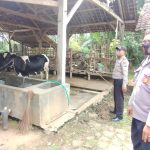 Antisipasi PMK, Polsek Kasembon Himbau Peternak Sapi Jaga Kebersihan Hewan dan Kandang