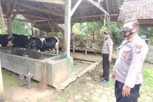 Antisipasi PMK, Polsek Kasembon Himbau Peternak Sapi Jaga Kebersihan Hewan dan Kandang
