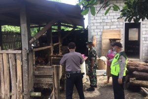 Polsek Kasembon Terus Lakukan Giat Monitoring Ternak Sapi Antisipasi Penularan PMK