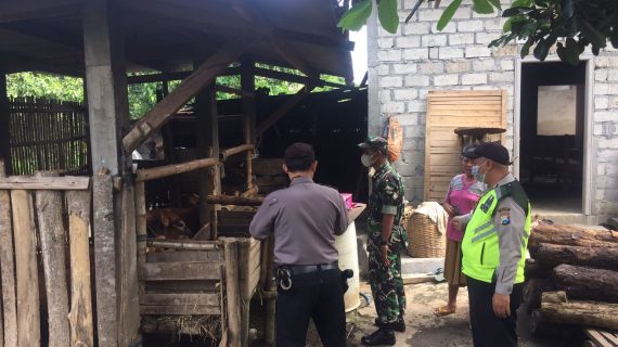 Polsek Kasembon Terus Lakukan Giat Monitoring Ternak Sapi Antisipasi Penularan PMK