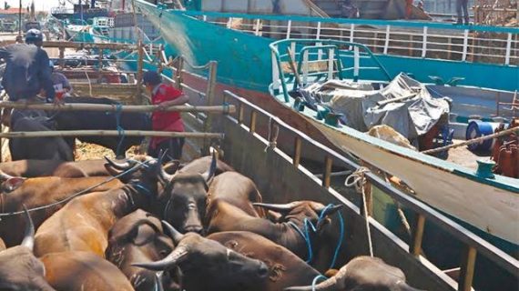 Ditpolairud Polda Jatim Lakukan Pengawasan Peredaran Hewan Ternak Melalui Dermaga