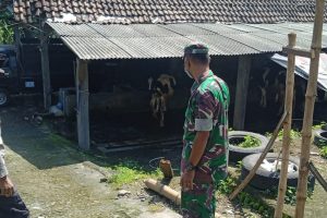 Sinergitas Bhabinkamtibmas dan Babinsa Monitoring Hewan Ternak Antisipasi Wabah PMK