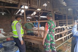 Kawal Vaksinasi PMK Hewan Ternak di Desa Punten