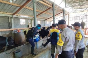 Bersama Vaksinator, Polres Batu Terjunkan Bhabinkamtibmas Gelar Vaksinasi Hewan Ternak