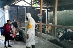 Cegah Penyebaran PMK, Polres Batu Gencarkan Penyemprotan Disinfektan