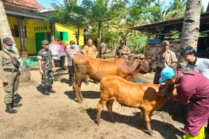 Cegah Penyebaran Virus PMK di Jember, TNI Polri Optimalkan Peran Bhabinkamtibmas dan Babinsa