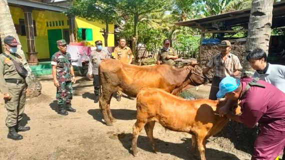 Cegah Penyebaran Virus PMK di Jember, TNI Polri Optimalkan Peran Bhabinkamtibmas dan Babinsa