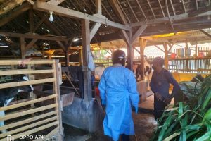 Polsek Ngantang Bersama KUD Sumber Makmur Lakukan Penyemprotan Disenfektan Kandang Hewan Ternak