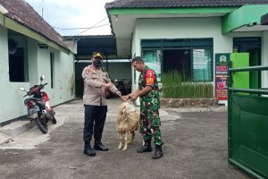 Polres Batu Potong 16 Ekor Kambing, 30 Ekor dibagikan ke Ponpes, Panti dan Mushola